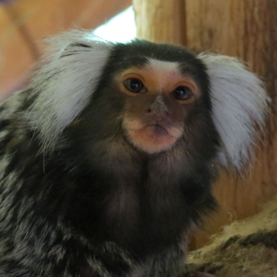 Witoorpenseelaap - De Zonnegloed - Dierenpark - Dieren opvangcentrum - Sanctuary